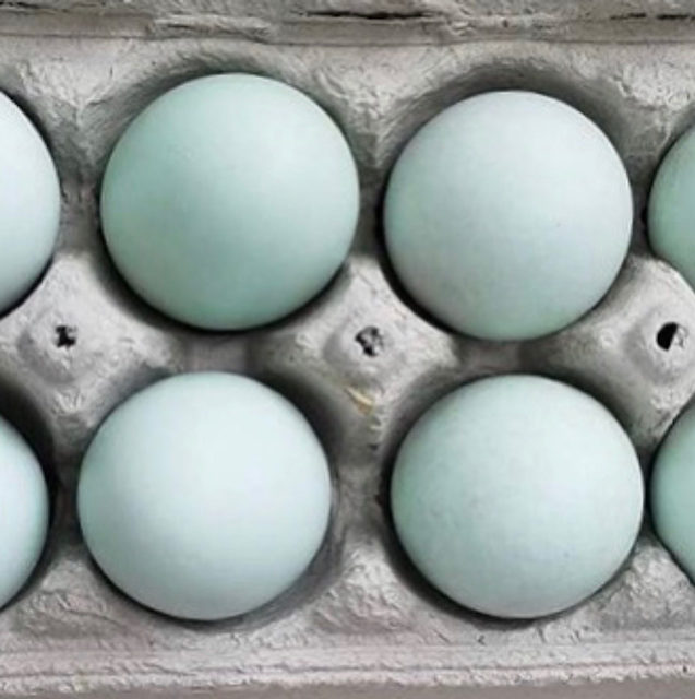 lavender ameraucana eggs