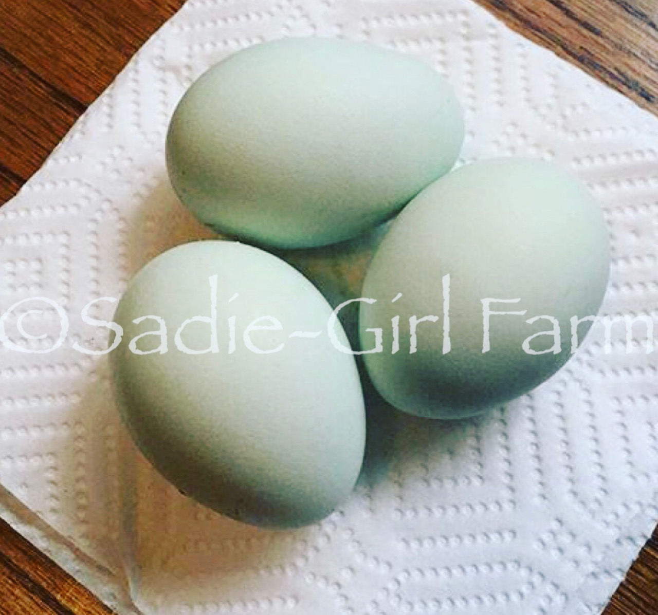 lavender ameraucana eggs