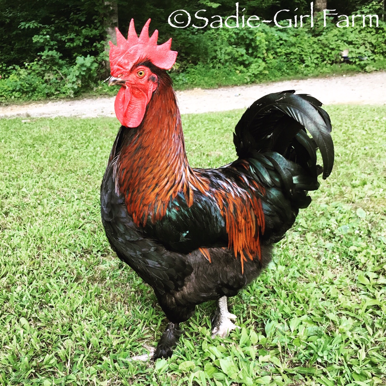 Blue And Black Copper Marans Breeder Sadie Girl Farm