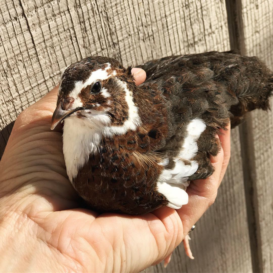 Celadon Quail, Chicks & Hatching Eggs