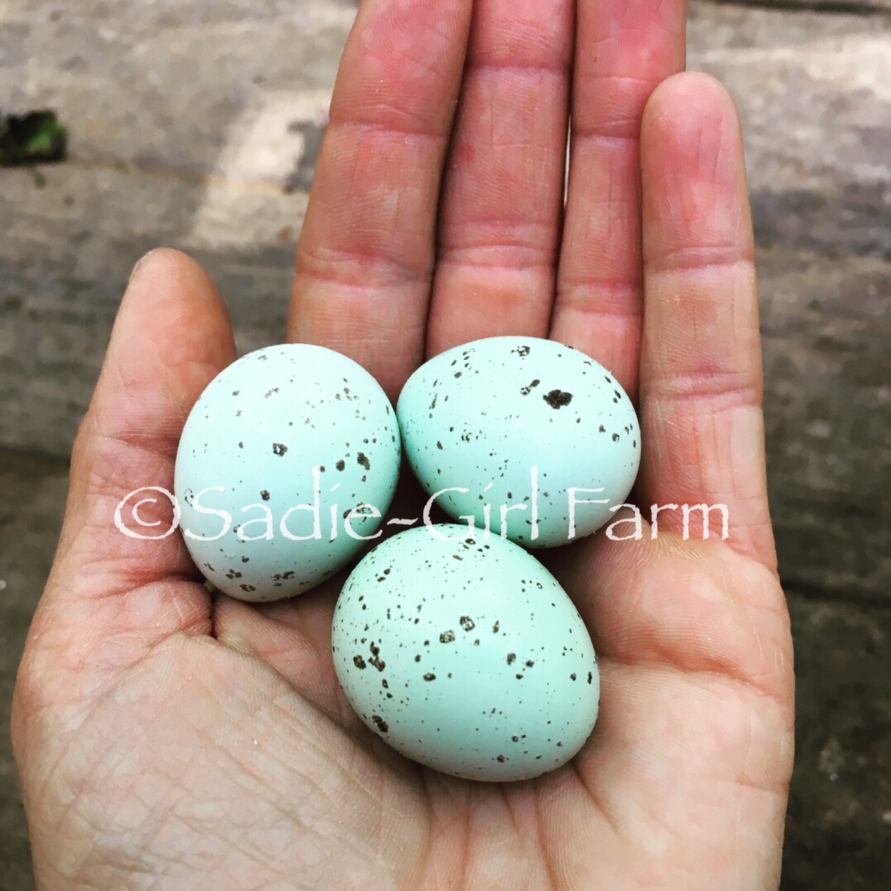 Celadon quail blue egg layers sadie girl farm