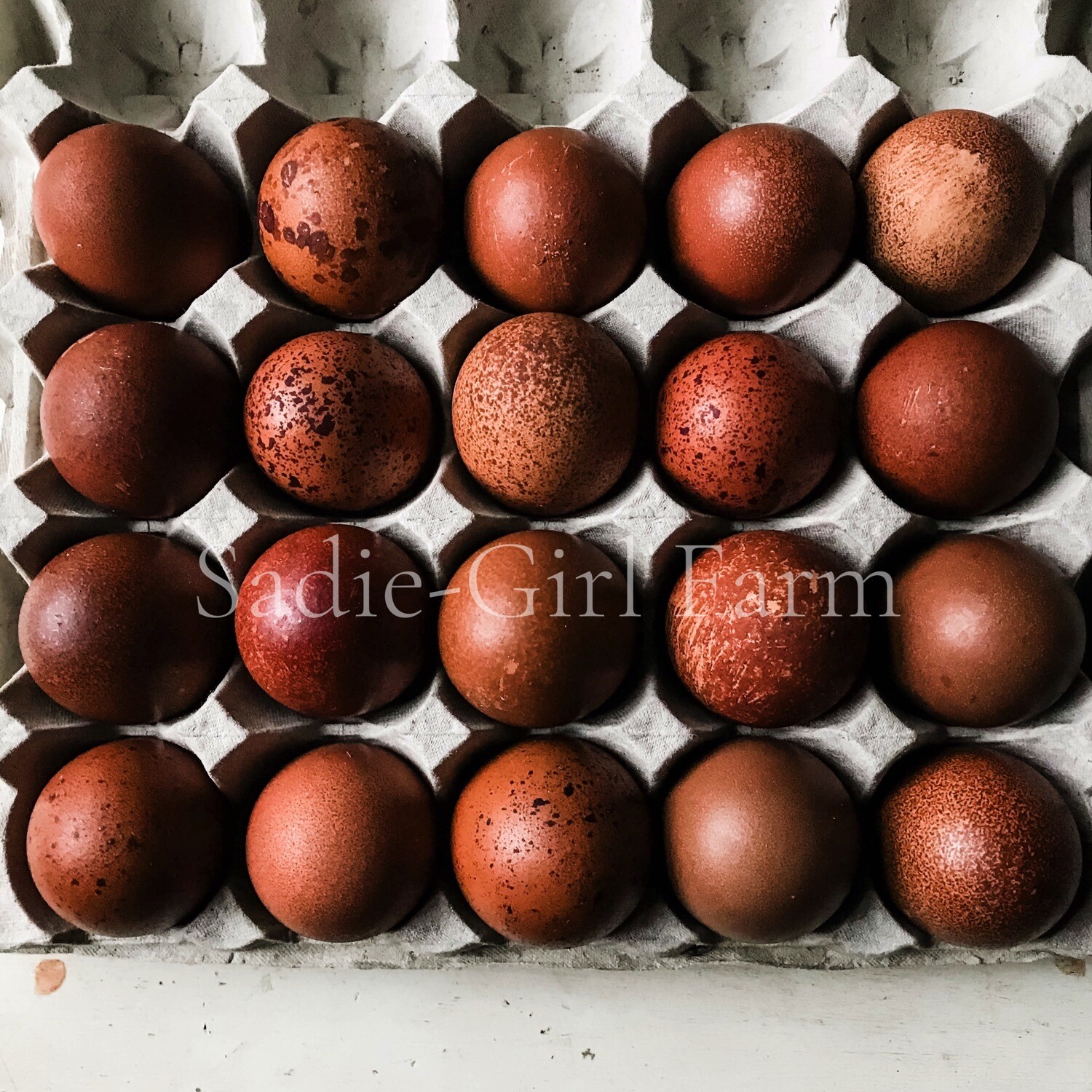 Copper MARANS Black or Blue Chicken Hatching Eggs 10 