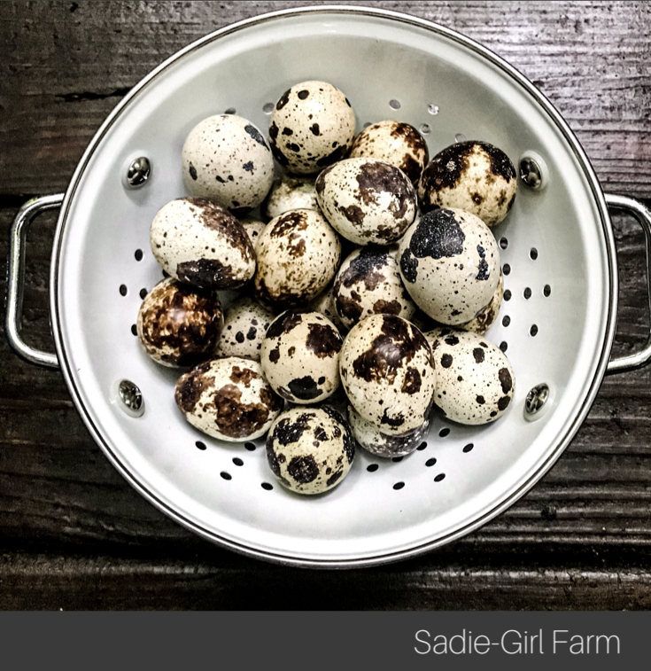 bowl of quail eggs