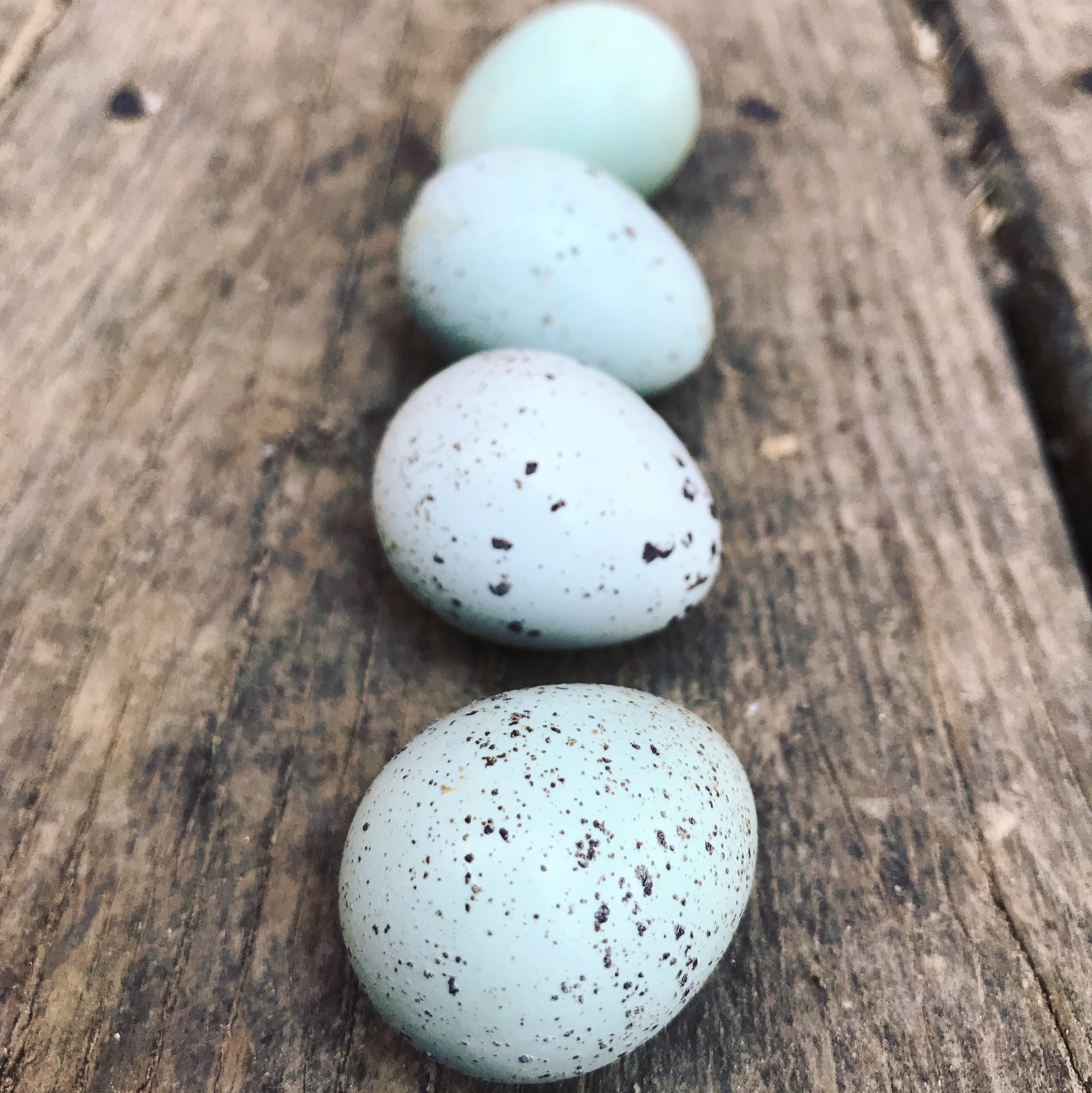 Coturnix Quail Hatching Eggs Celadon Blue-Egger Details about   48 