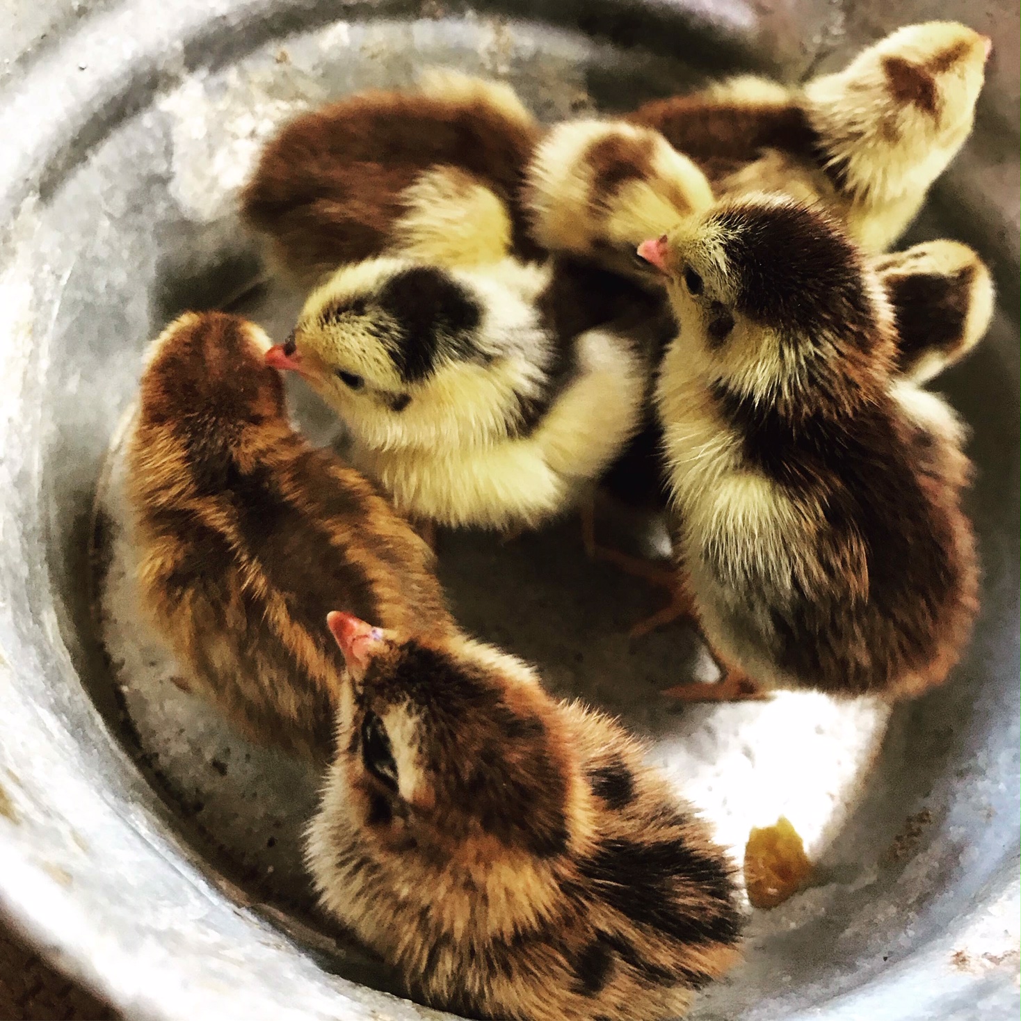 Pharaoh Coturnix Quail - Sugar Feather Farm