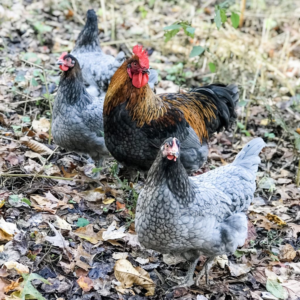 Introducing New Chickens To An Existing Flock - Sadie-Girl Farm