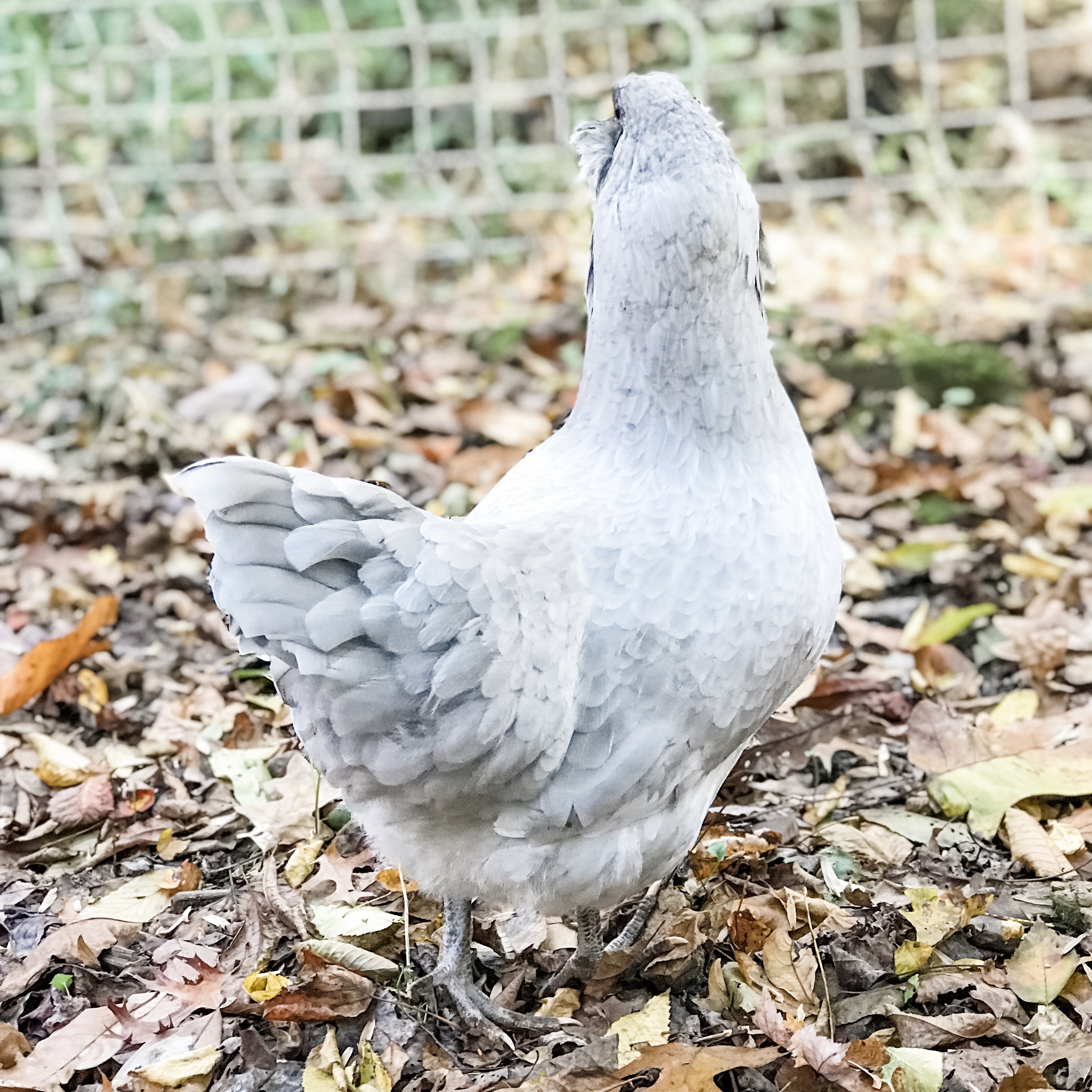 lavender ameraucana eggs