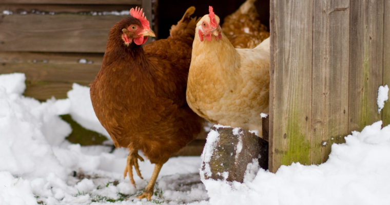 Caring for Your Chickens in the Winter