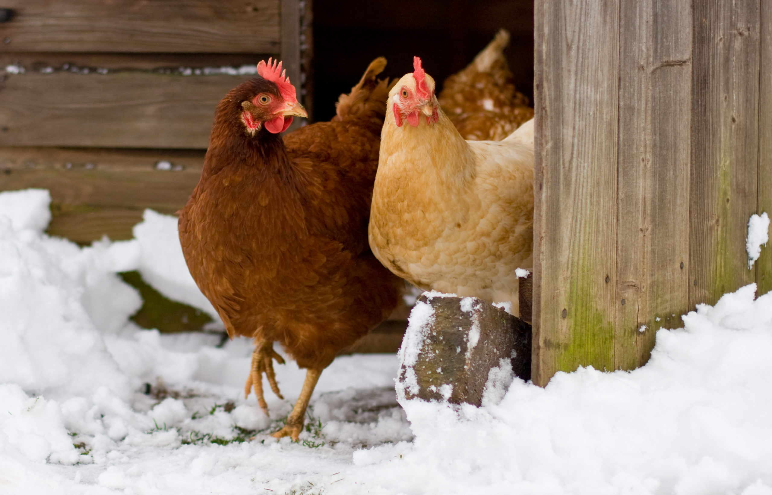 Caring for Your Chickens in the Winter SadieGirl Farm