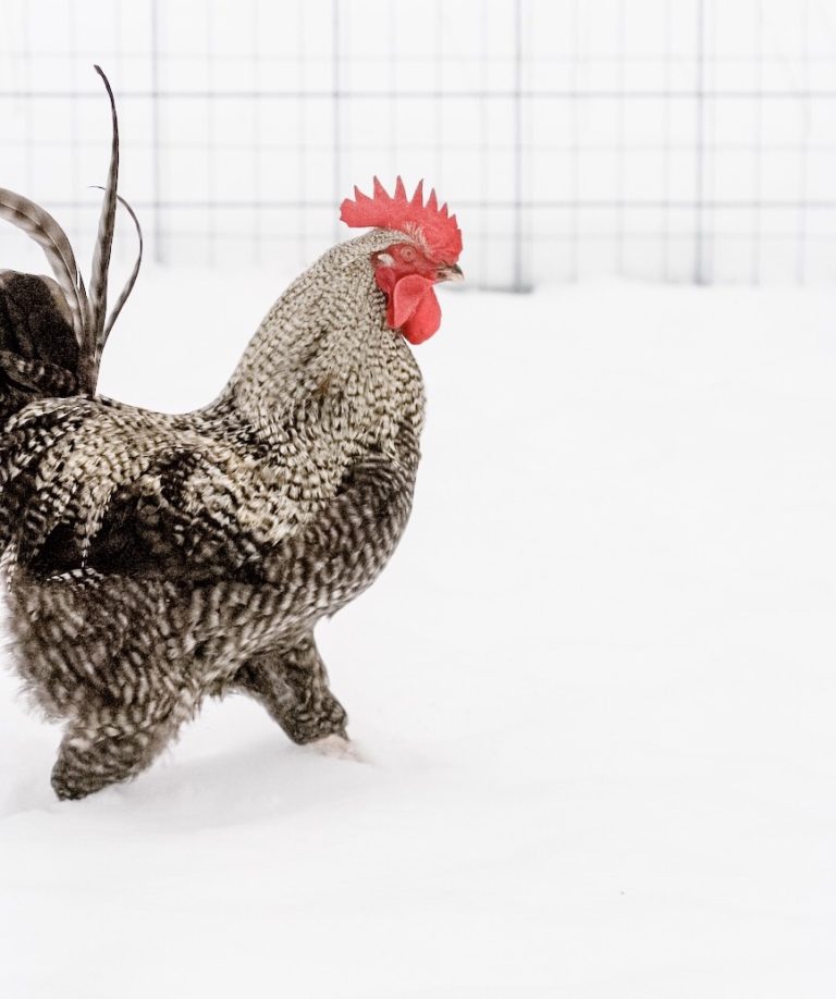 rooster in the snow