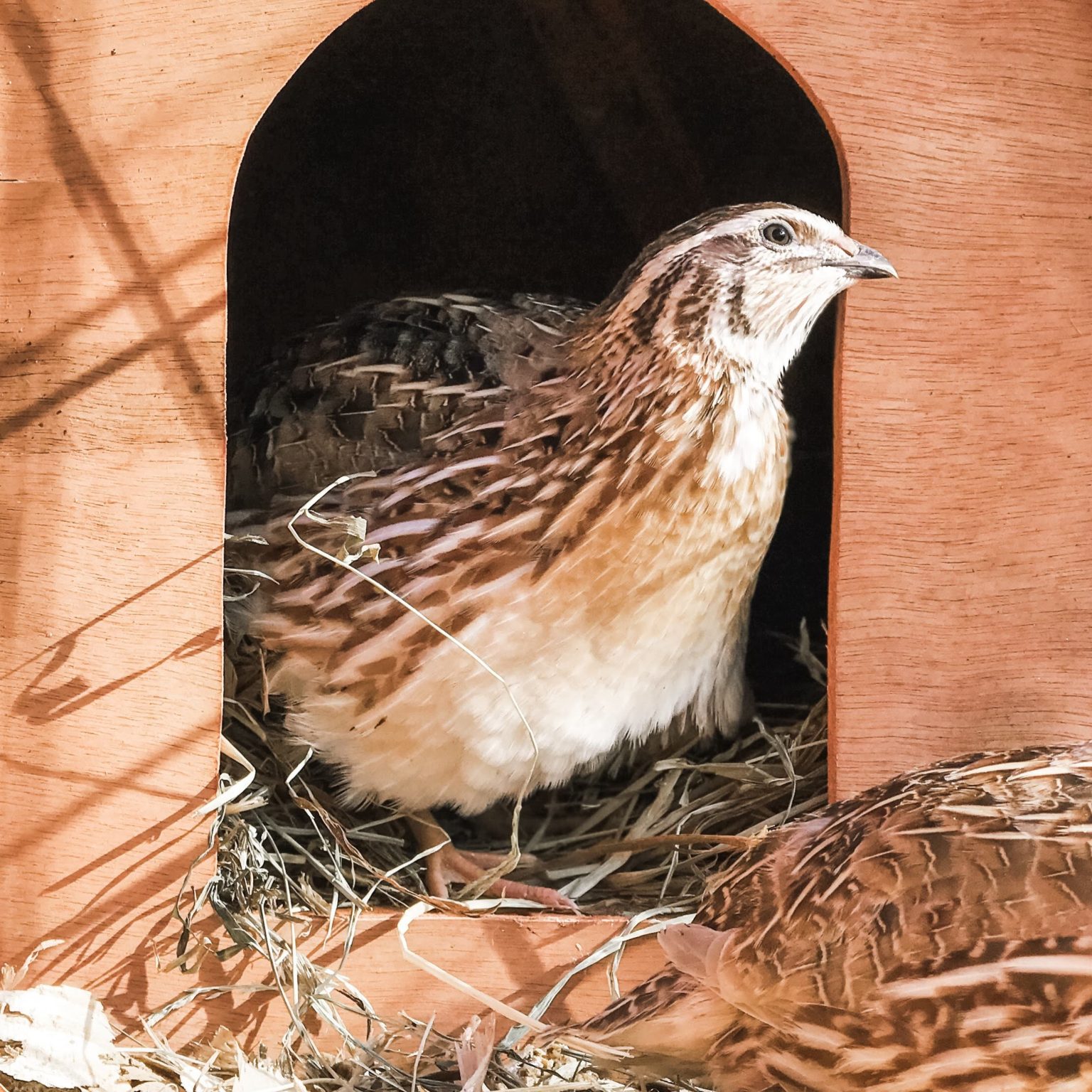 Blue Ridge Jumbo Quail - Sadie-Girl Farm