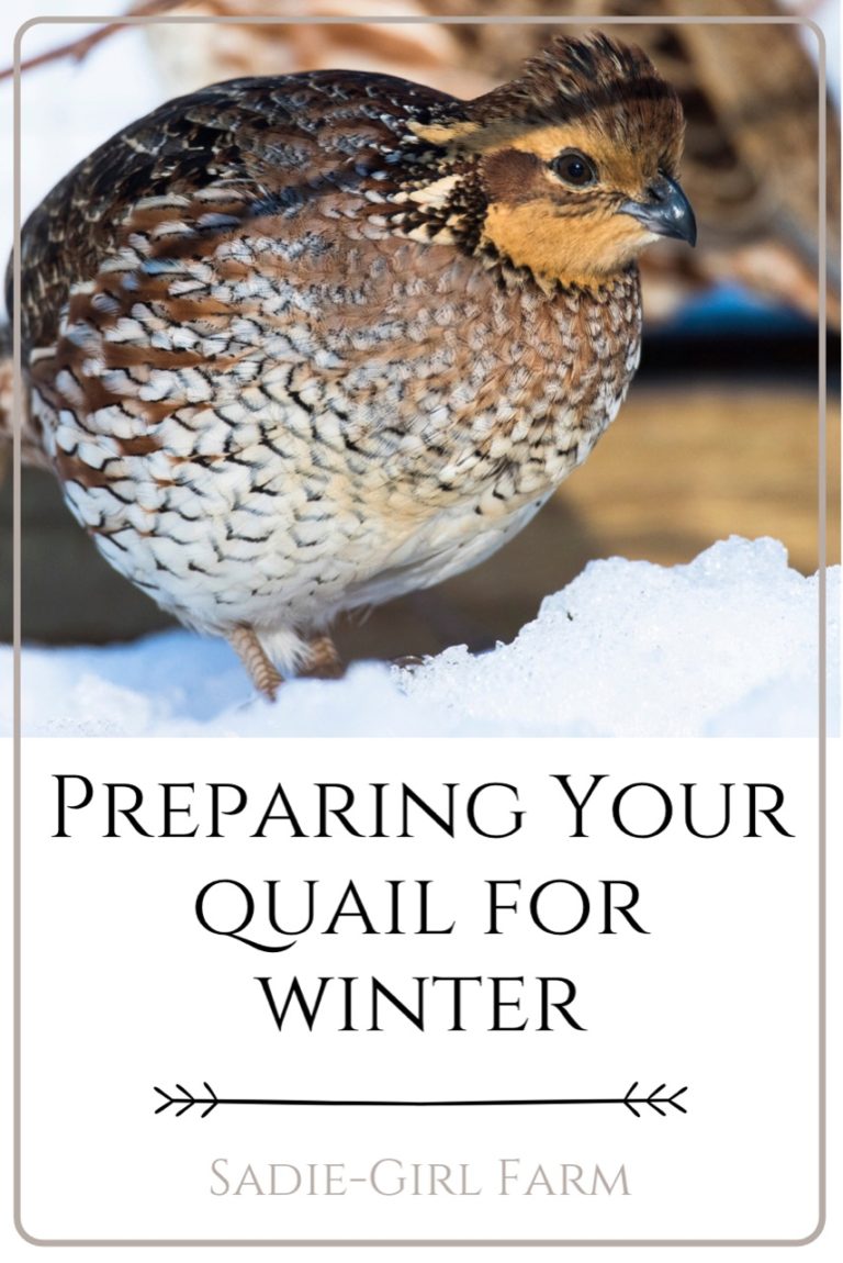 quail in the winter