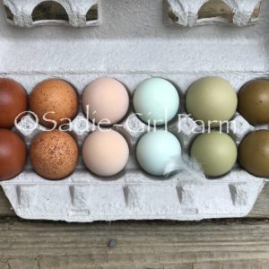 lavender ameraucana eggs