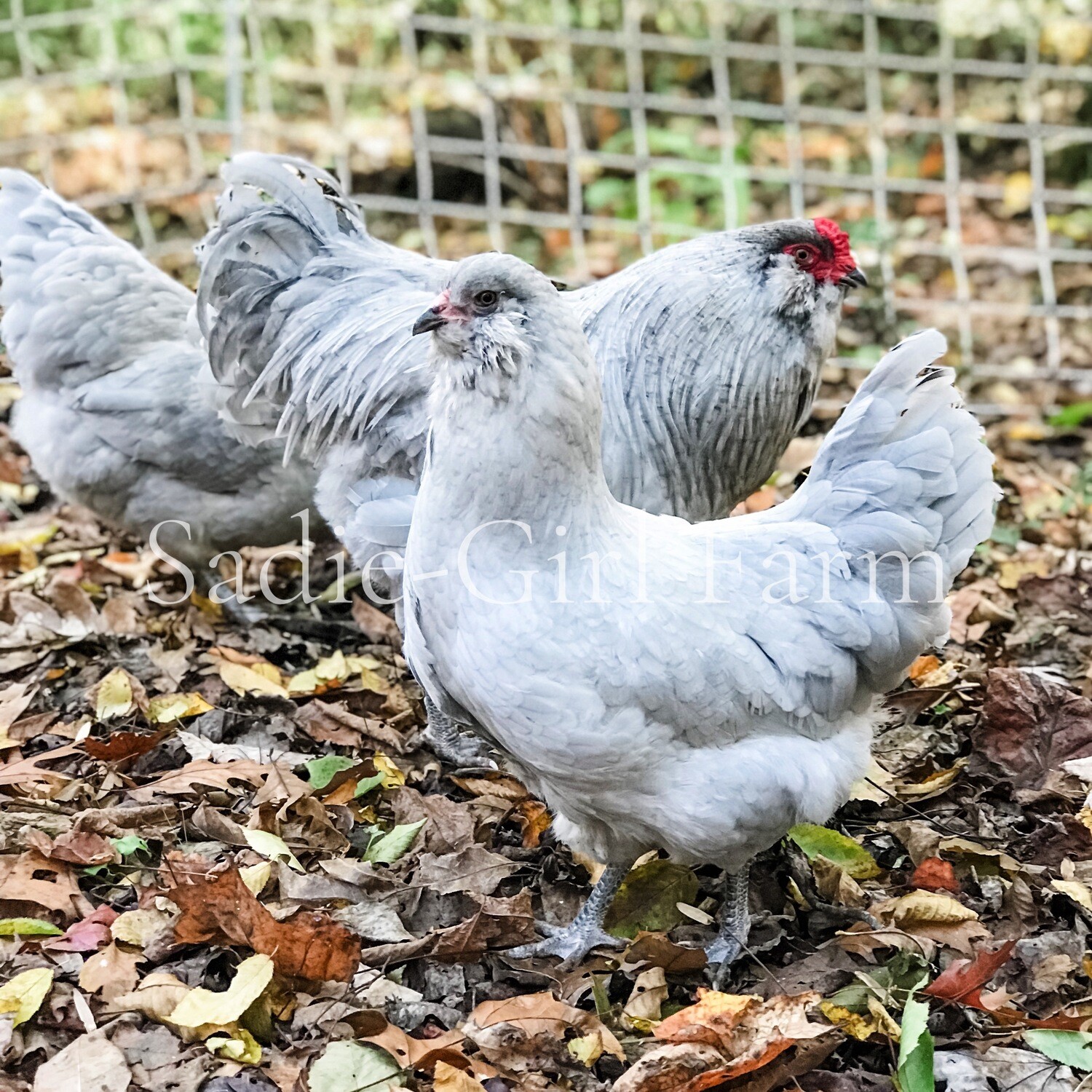 lavender ameraucana eggs