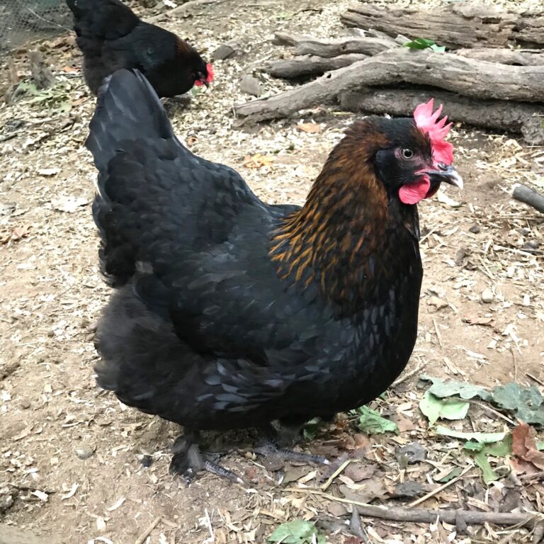 Black Copper Marans hen