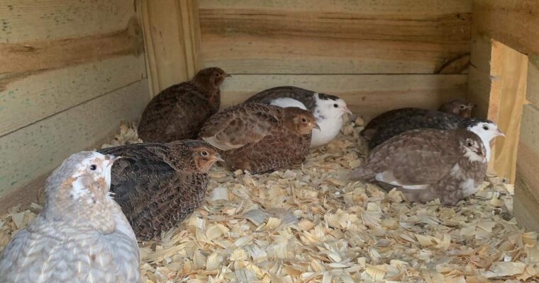 Introducing New Quail to an Existing Flock
