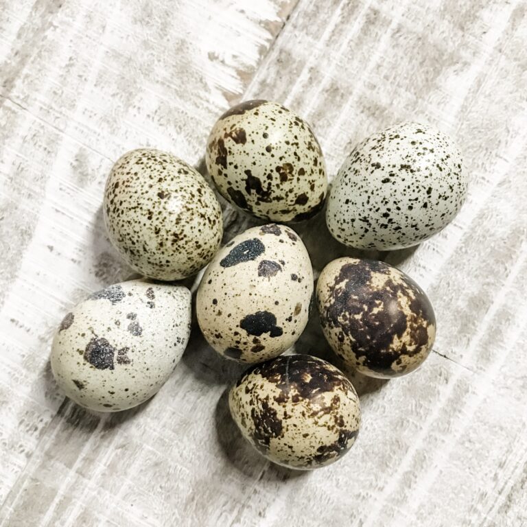 Jumbo Pansy Quail eggs
