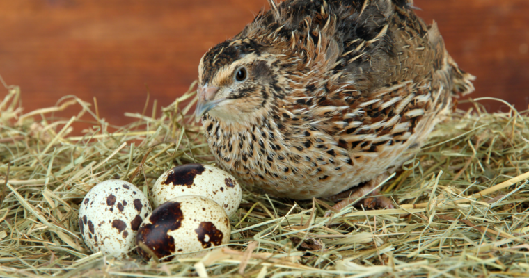 Why did my Quail Stop Laying?