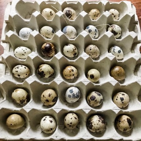 Blue Ridge Jumbo Quail Hatching Eggs