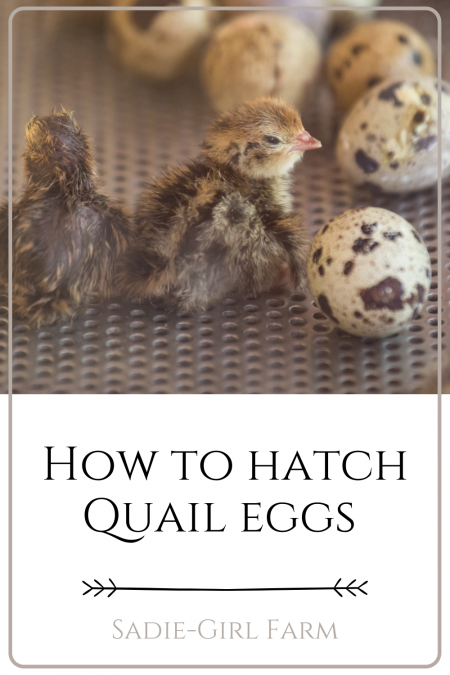 How to Hatch Quail Eggs